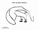 Coloring Anteater Exploringnature Mammals Toothless Giant Pages Anteaters Armadillo Sloths sketch template