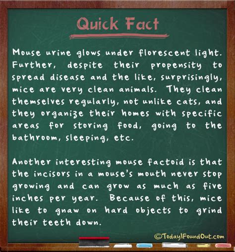 mouse urine glows under florescent light and other interesting mouse facts
