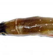 Afbeeldingsresultaten voor "echelus Myrus". Grootte: 180 x 181. Bron: www.ilmaredamare.com