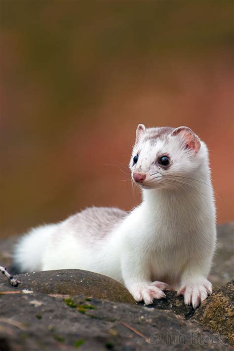 long tailed weasel jim block photography