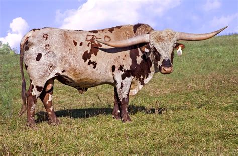 longhorn bull longhorn cattle cattle longhorn