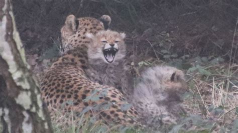 jachtluipaard welpjes cheetah cubs safaripark de beekse bergen  youtube