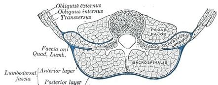 transversus abdominis muscle radiology reference article radiopaediaorg