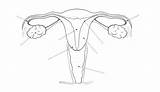 Femenino Reproductor Aparato sketch template