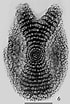 Afbeeldingsresultaten voor "amphirhopalum Ypsilon". Grootte: 70 x 104. Bron: www.radiolaria.org