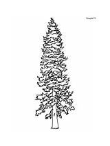 Coloring Rocky Fir Douglas Mountain Pages sketch template