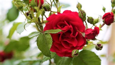 free rose and fruit tree pruning planting class times