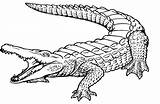 Coloring Crocodile Alligator Sketch Everfreecoloring Tiger sketch template