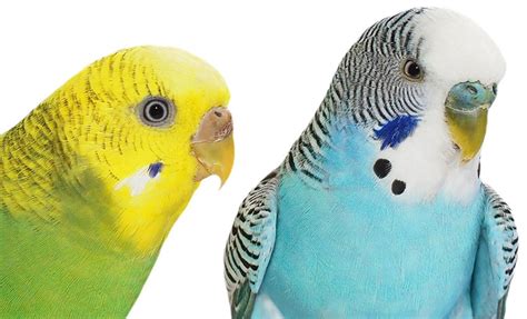 How To Tell Budgie Sexes Apart Varieties And Types