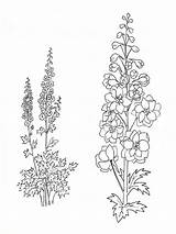 Larkspur Coloring Tattoo Flower July Drawing Birth Flowers Tattoos Pages Delphinium Line Month Drawings Designlooter Delphiniums Getdrawings 62kb 1000px Choose sketch template