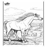 Cavalos Colorare Kleurplaten Dyr Pferde Animais Dieren Coloriages Disegni Pferd Caballo Paard Cheval Hester Cavallo Jetztmalen Kategori Categoria sketch template