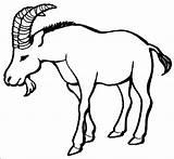 Goat Coloring Horns Drawings Designlooter Animals Kids Print 9kb 514px Coloringpagebook sketch template