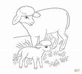 Pecora Sheep Kleurplaten Lamb Lamm Tierbabys Lambs Tierbaby Lammetje Kleurplaat Malvorlage sketch template