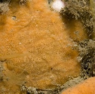 Afbeeldingsresultaten voor "plocamionida Tylotata". Grootte: 186 x 185. Bron: www.marinespecies.org