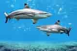 Image result for Blacktip Shark Identification. Size: 159 x 106. Source: www.americanoceans.org