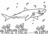 Hai Shark Malvorlagen Cool2bkids sketch template