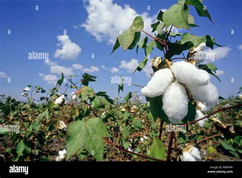 cotton boll burst gossypium herbaceum crop  field stock photo alamy
