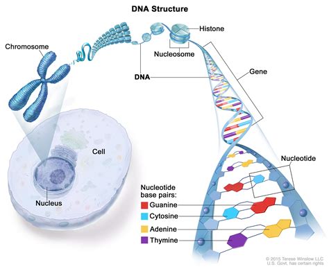 Biotechnology Basics Of Cell Nucleus Chromosomes Dna Rna Genes