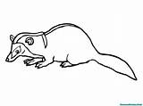 Musang Badger Mewarnai Weasel Coloringbay Lembar Dibawah Mammals Mustela Kitten Satu Berbentuk Berukuran Kertas Diatas Cetak Seluruh Kemudian Mendapatkan Dalam sketch template