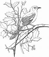 Mockingbird Bird Pintar Bordar Perched 공부 색칠 Pajaro Azulejo Aves Adult Imagem Bible Supercoloring sketch template