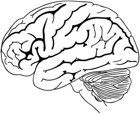 human brain coloring pages  students coloring pages