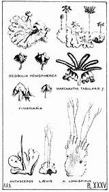 Bastow Liverworts Tasmanian Hepaticae Hornwort Anbg Bryophyte Lepp Heino Written sketch template