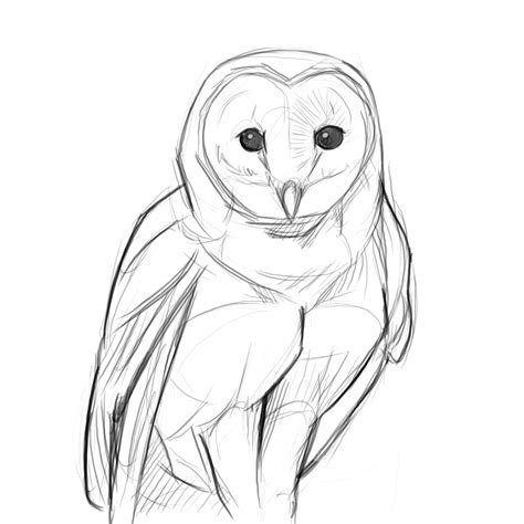 white owl drawing  getdrawings