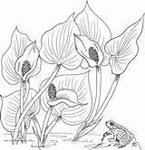 Coloring Calla Pages Water Arum Wild Supercoloring Flower Printable Drawings Lily Lilies Line Easy sketch template