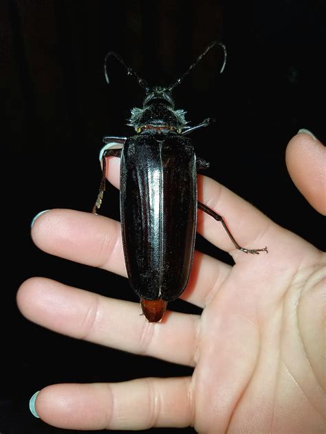 giant flying beetles swarm arizona  search  love reno news