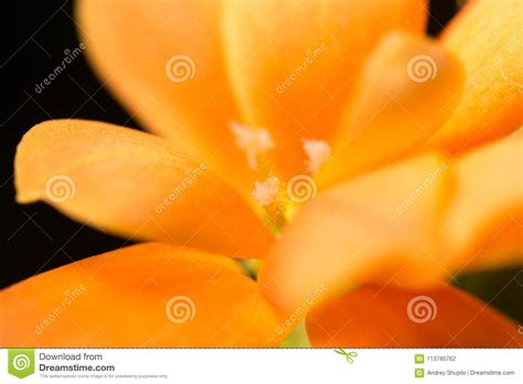 en liten orange blomma som en bakgrund arkivfoto bild av groen faerg