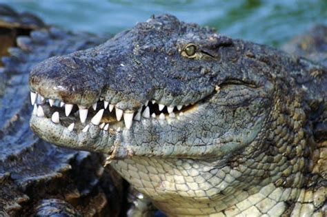 alligators related  dinosaurs classification similarities