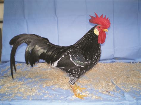 ancona poultry hub