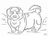 Tzu Shih Coloring Pages Drawing Dog Printable Dogs Chihuahua Styles sketch template