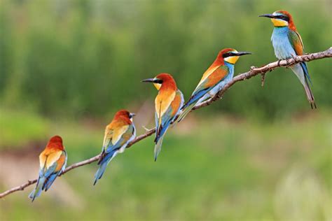 56443385 group of colorful birds sitting on a branch european bee
