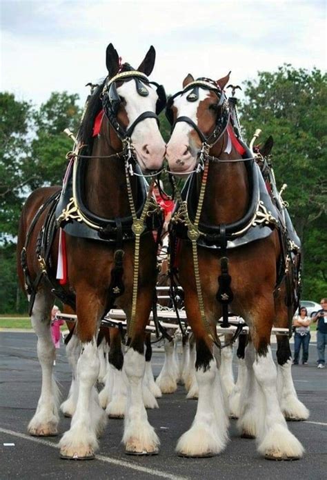 pin  charlie martin  horses clydesdale horses horses horse breeds