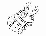 Coloring Beetle Dung Coloringcrew sketch template