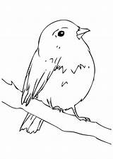 Coloring Pages Bird Momjunction Birds sketch template