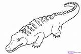 Crocodile Buaya Mewarnai Krokodil Alligator Aligator Hewan Sketsa Ausmalbilder Saltwater Kolorowanka Crocodiles Bonikids Ausmalbild Przyczajony Paintingvalley Nile Dragoart Druku Malowankę sketch template