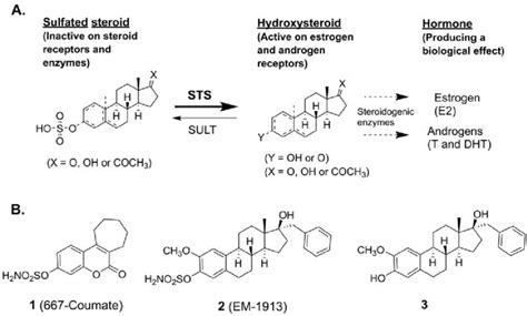a key role of steroid sulfatase sts in the synthesis of estrogen