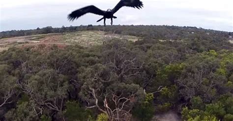 eagle attacks drone drone loses wired uk