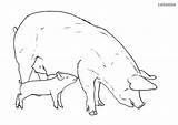 Farm Sow Piglet Pig Animals Coloring sketch template