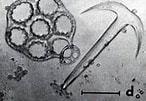 Afbeeldingsresultaten voor "opheodesoma Grisea". Grootte: 146 x 101. Bron: www.dafni.com