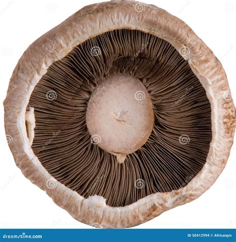 underside   fresh mushroom stock photo image