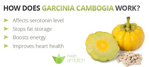 what is garcinia cambogia fruit extract where to get it health ambition