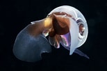 Afbeeldingsresultaten voor "limacina helicina antarctica Antarctica". Grootte: 154 x 103. Bron: www.pinterest.com