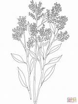 Breath Coloring Gypsophila Drawing Baby Babys Pages Flower Hyacinth Flowers Snapdragon Tattoo Printable Tattoos Supercoloring Drawings Print Plant sketch template