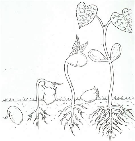 life cycle   plant coloring page coloring home