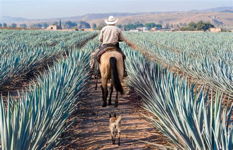 tequila tourism      mezcal  mexico frommers