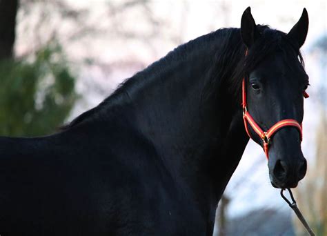 beautiful black stallion dark beauty black horses horses beautiful horses