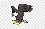 Elang Eagle Animasi Pngdownload Pngwing águila Clipground Calva Gráficos sketch template